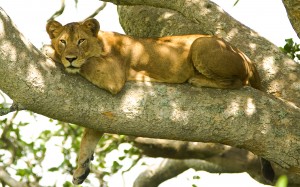 Tree_lion