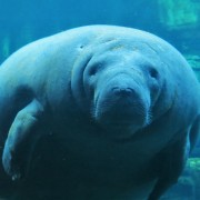 manatees