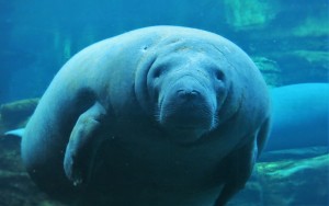 manatees